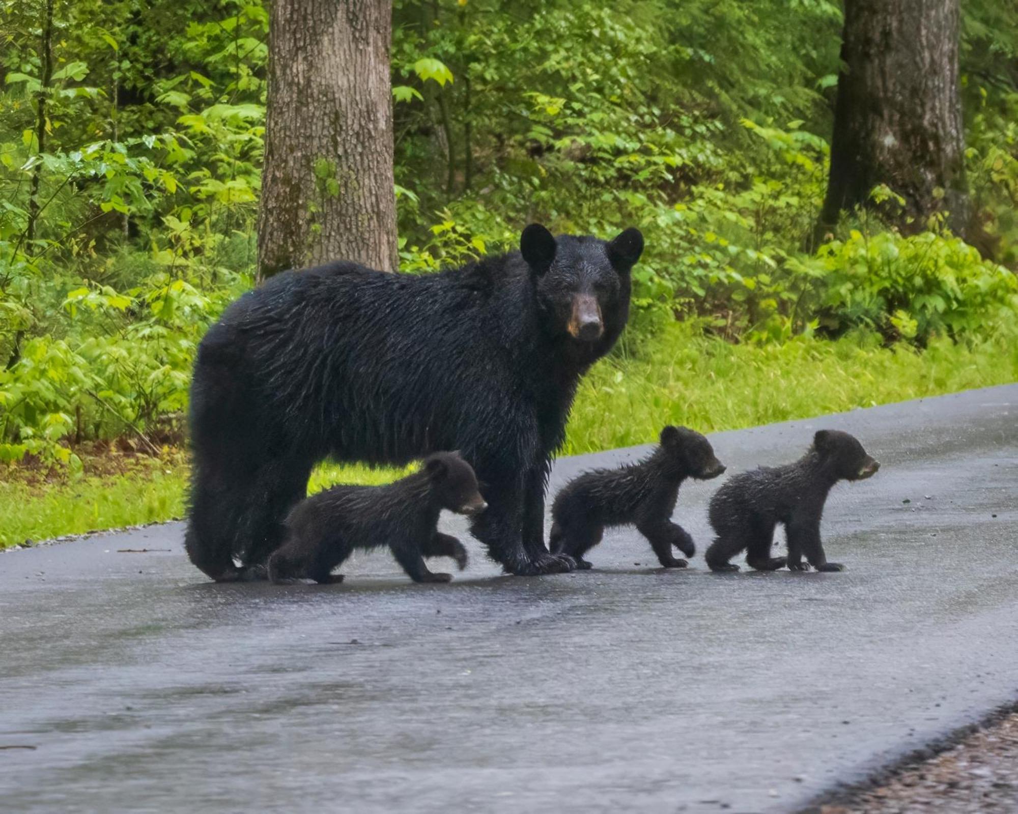 Bear End Villa Sevierville Buitenkant foto